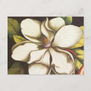 modern vintage magnolia vykort