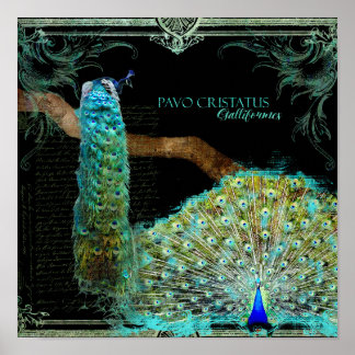Modern Vintage Peacock Elegant Wall Art Poster