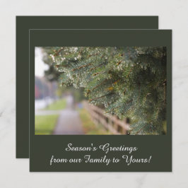 Moderna, eleganta skimrande barr på vintergrön gra julkort