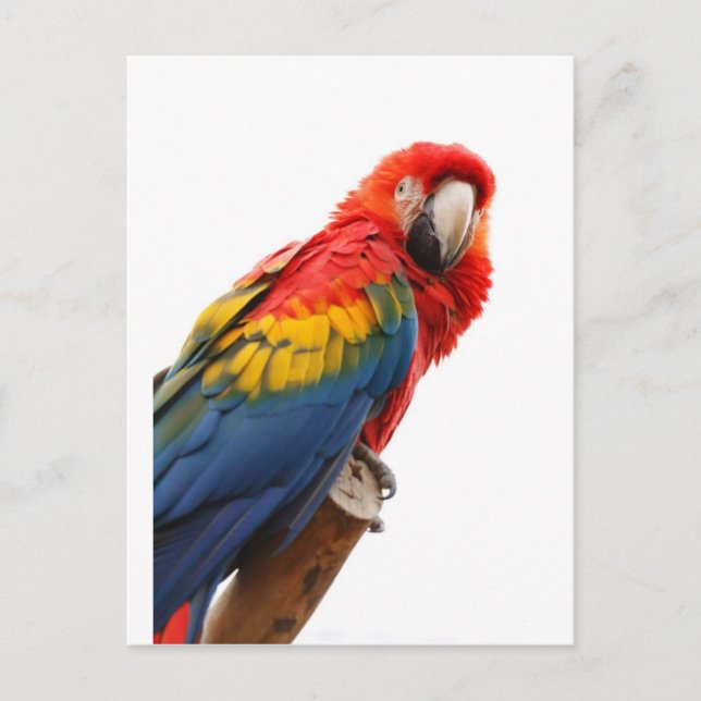 Modet Tropiskt färglöst Macaw Chic Classy- Vykort (Framsida)
