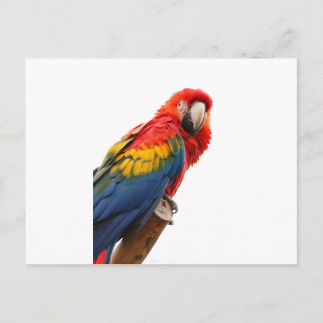 Modet Tropiskt färglöst Macaw Chic Classy- Vykort (Framsida)
