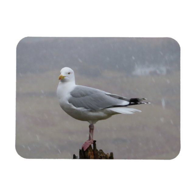 Modig mås stående på stolpe i snöstorm magnet (Horisontell)