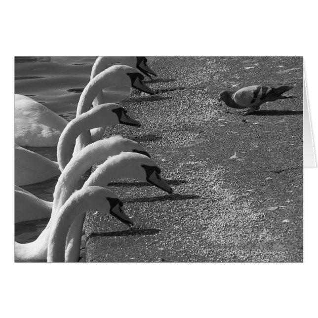 Modig Pigeon Hälsningskort (Framsidan Horizontal)