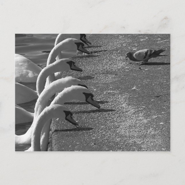 Modig Pigeon Vykort (Framsida)