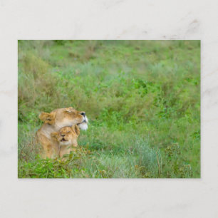 Mödrar Kärlek Lioness & Baby vykort