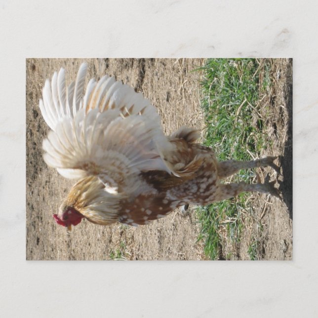 "Moe" Vykort (Framsida)