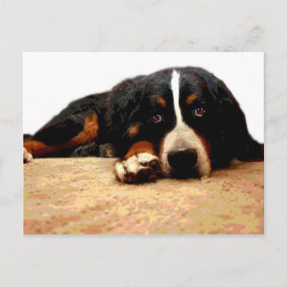 Mogen Bernese berghund Vykort
