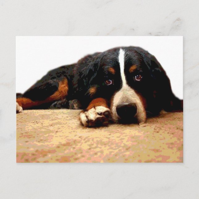 Mogen Bernese berghund Vykort (Framsida)