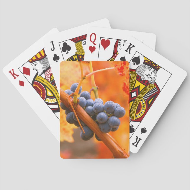 Mogen druva i vingård casinokort (Baksidan)