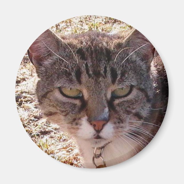 MOGGY MAGNET (Framsidan)