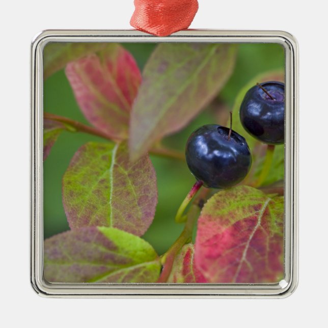 Mogna blåbär i Flathead National Julgransprydnad Metall (Framsidan)