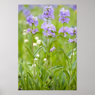 Mogna bläckfiskblommor i poster