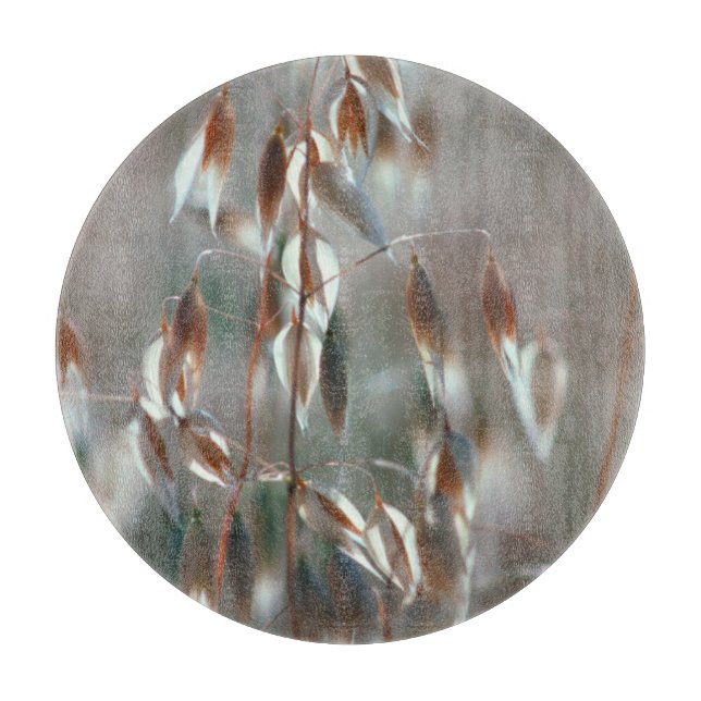 Mogna Havre (Avena Sativa) Närbild. Ceres, Boland (Framsidan)
