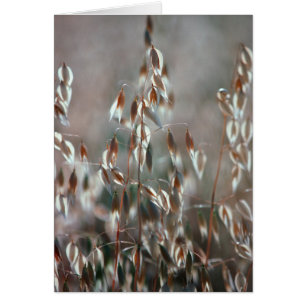 Mogna Havre (Avena Sativa) Närbild. Ceres, Boland Hälsningskort