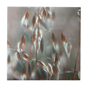 Mogna Havre (Avena Sativa) Närbild. Ceres, Boland Kakelplatta