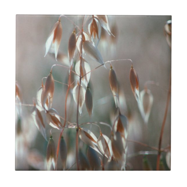 Mogna Havre (Avena Sativa) Närbild. Ceres, Boland Kakelplatta (Framsidan)