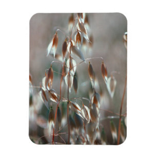 Mogna Havre (Avena Sativa) Närbild. Ceres, Boland Magnet