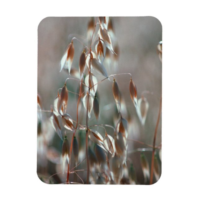 Mogna Havre (Avena Sativa) Närbild. Ceres, Boland Magnet (Vertikal)