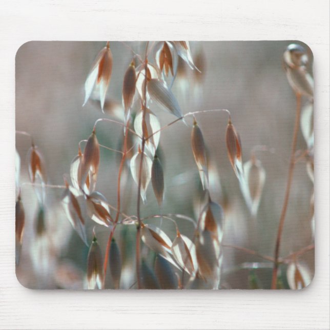 Mogna Havre (Avena Sativa) Närbild. Ceres, Boland Musmatta (Framsidan)