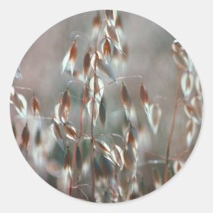 Mogna Havre (Avena Sativa) Närbild. Ceres, Boland Runt Klistermärke
