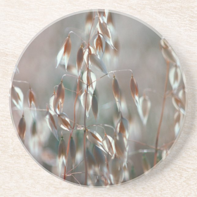 Mogna havre (Avena Sativa) närbild. Ceres, Boland Underlägg (Framsidan)