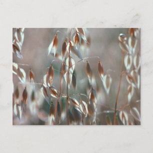 Mogna Havre (Avena Sativa) Närbild. Ceres, Boland Vykort