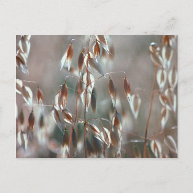 Mogna Havre (Avena Sativa) Närbild. Ceres, Boland Vykort (Framsida)