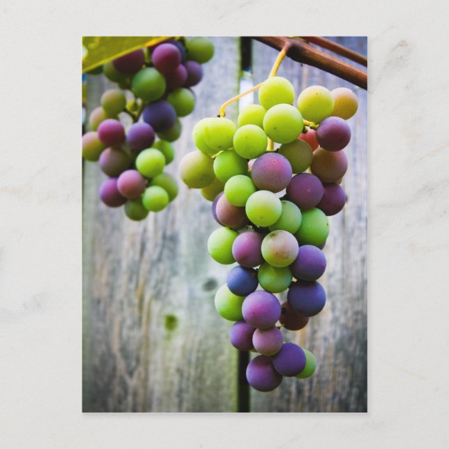 Mognande druvor vykort (Framsida)