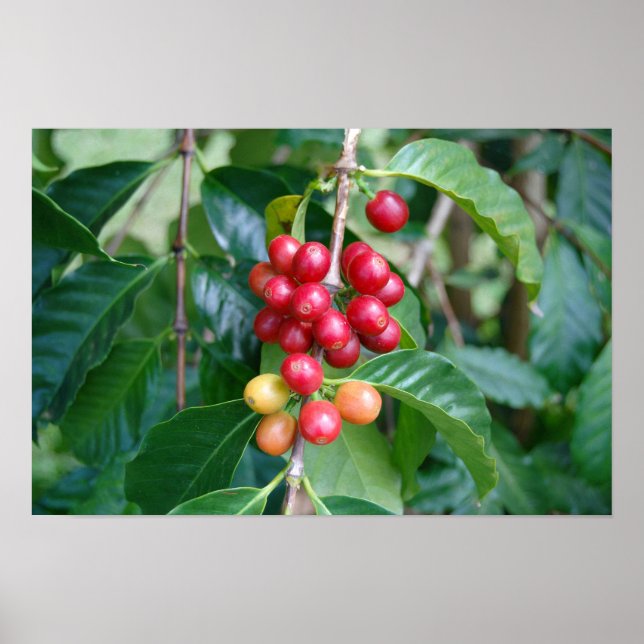 Mognande Kona kaffebär, Hawaii Poster (Framsidan)