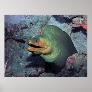 Mohawk Moray Poster
