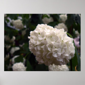 Möhippa blomma poster