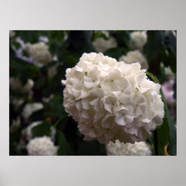 Möhippa blomma poster (Framsidan)