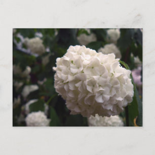 Möhippa blomma vykort