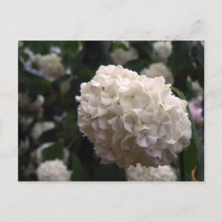 Möhippa blomma vykort