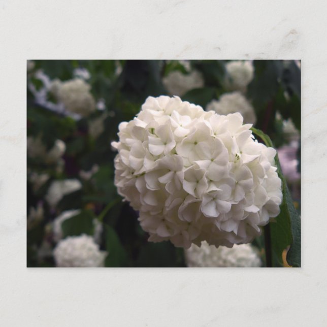 Möhippa blomma vykort (Framsida)