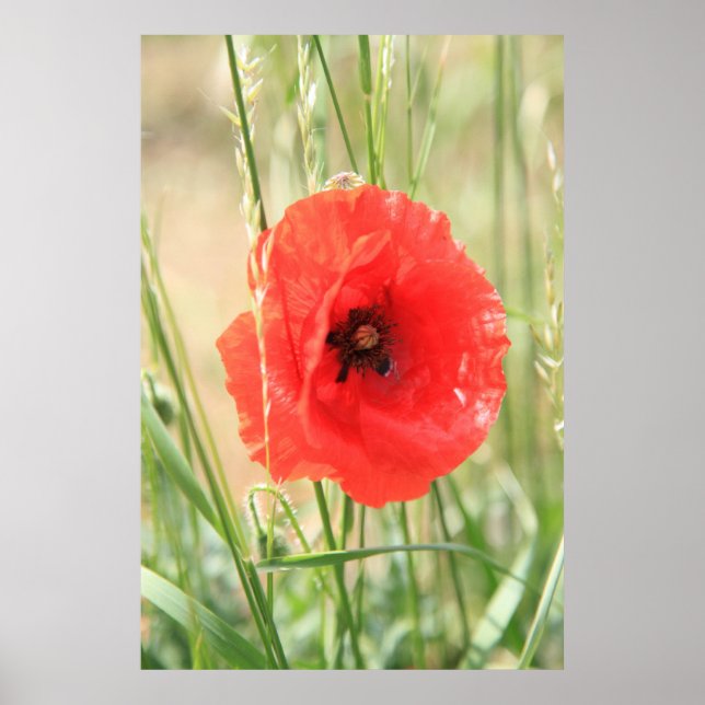 Mohn 2012 11 poster (Framsidan)