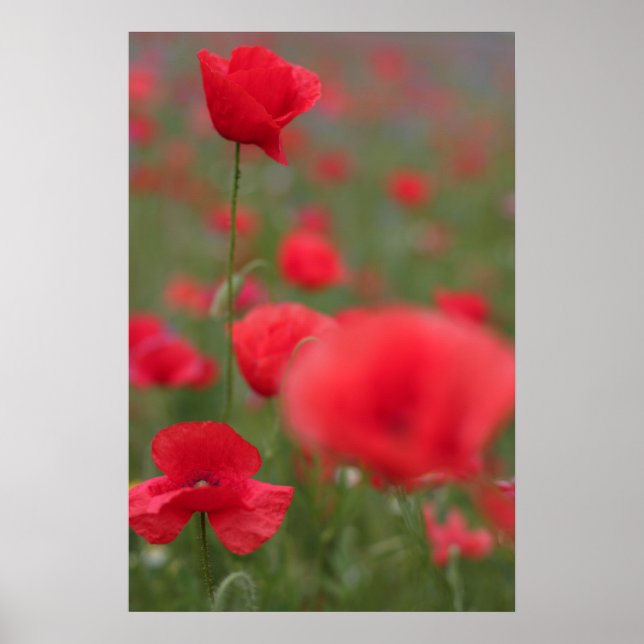 Mohn 2012 27 poster (Framsidan)