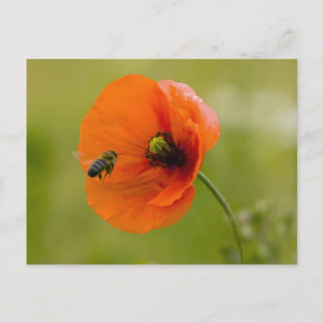 Mohn mit Biene Vykort (Framsida)