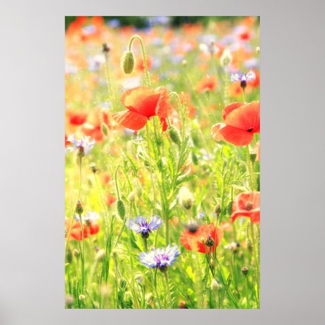 Mohn Traum Poster (Framsidan)