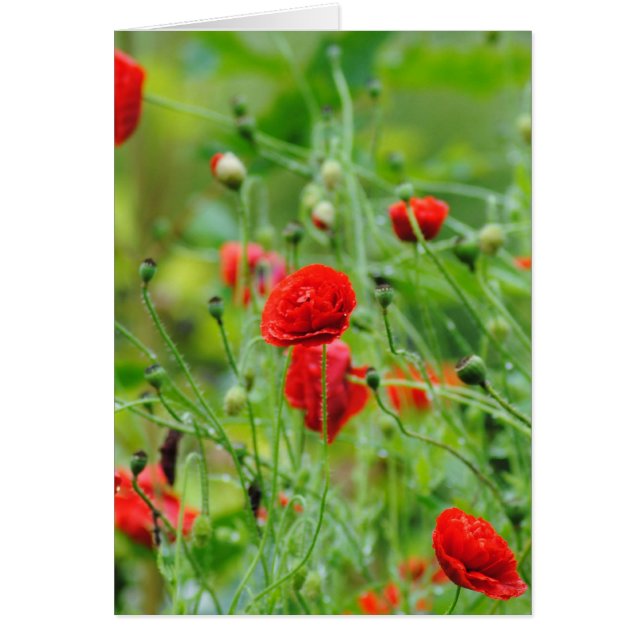 Mohnblumen Hälsningskort (Framsidan)