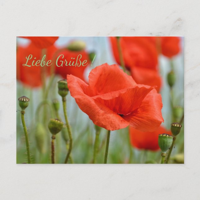 Mohnblumen Vykort (Framsida)