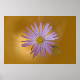 Mojave Aster Wildblomma Poster
