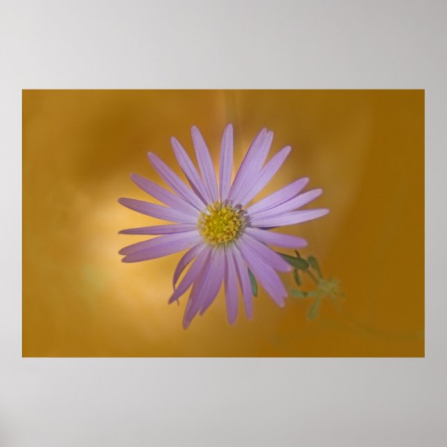 Mojave Aster Wildblomma Poster (Framsidan)