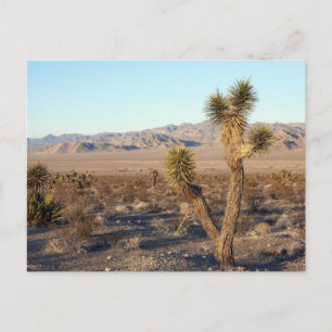 Mojave Desert-scen 01 Vykort
