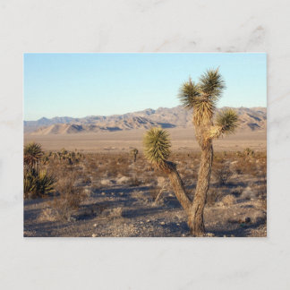 Mojave Desert-scen 01 Vykort