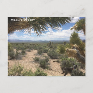 Mojave Desert Vykort