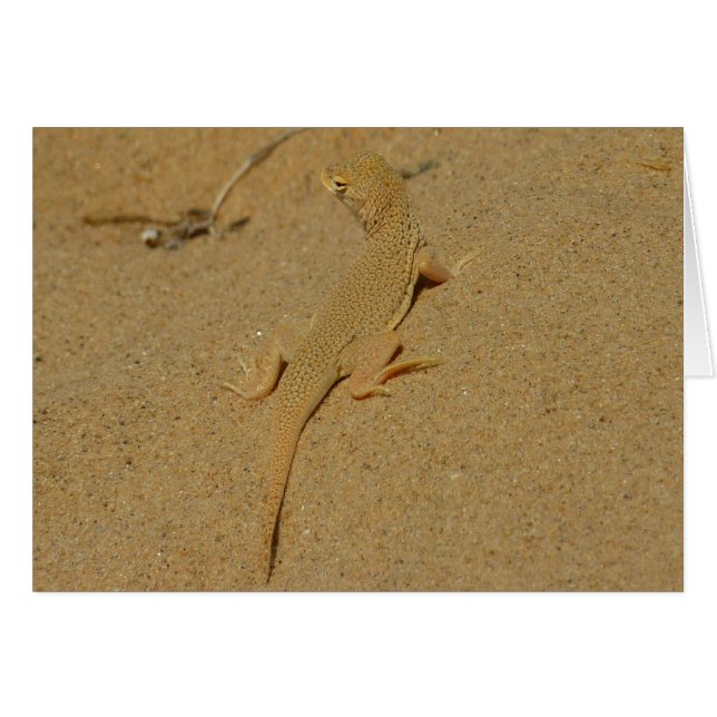 Mojave Fringe Toed Lizard Hälsningskort (Framsidan Horizontal)