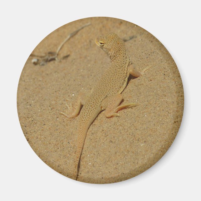 Mojave Fringe Toed Lizard Magnet (Framsidan)