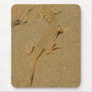 Mojave Fringe Toed Lizard Musmatta