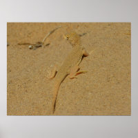 Mojave Fringe Toed Lizard